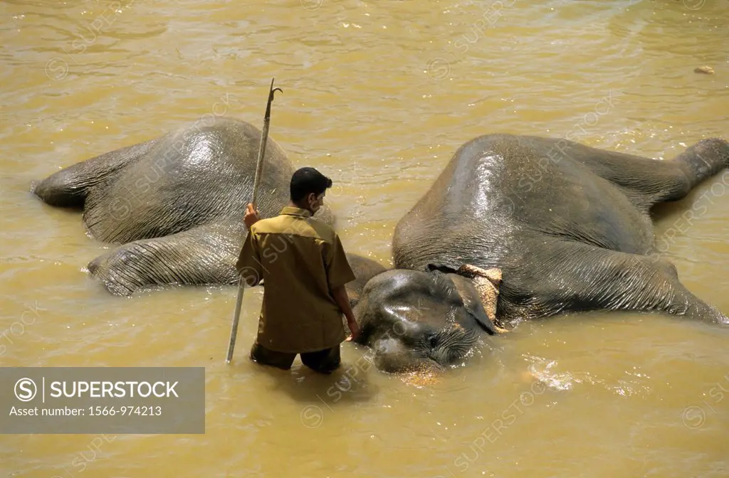 Asian elephants elephas maximus bathing with mahout in Maha Oya river, Pinnawela Orphanage, Kegalle near Kandy, Sri Lanka