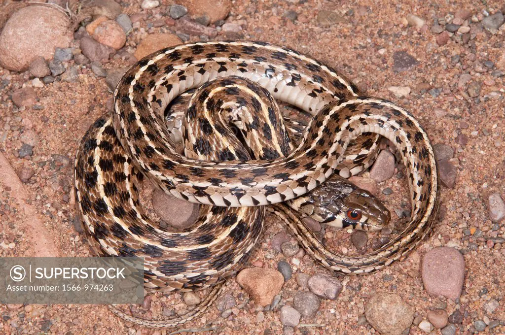Checkered garter snake, Thamnophis marcianus, native to southern United States