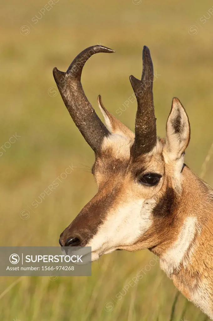 Pronghorn male, buck, johnny, Antilocapra americana, Wind Cave National Park, South Dakota, USA