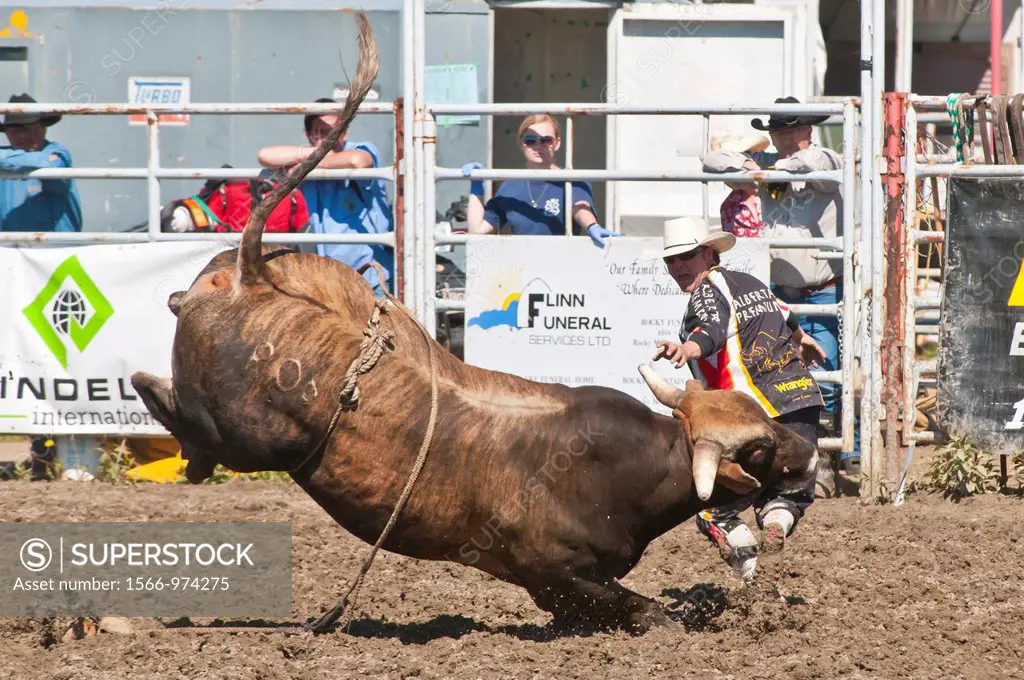 Bull and rodeo clown, Rocky Mountain House Rodeo, Rocky Mountain House, Alberta, Canada