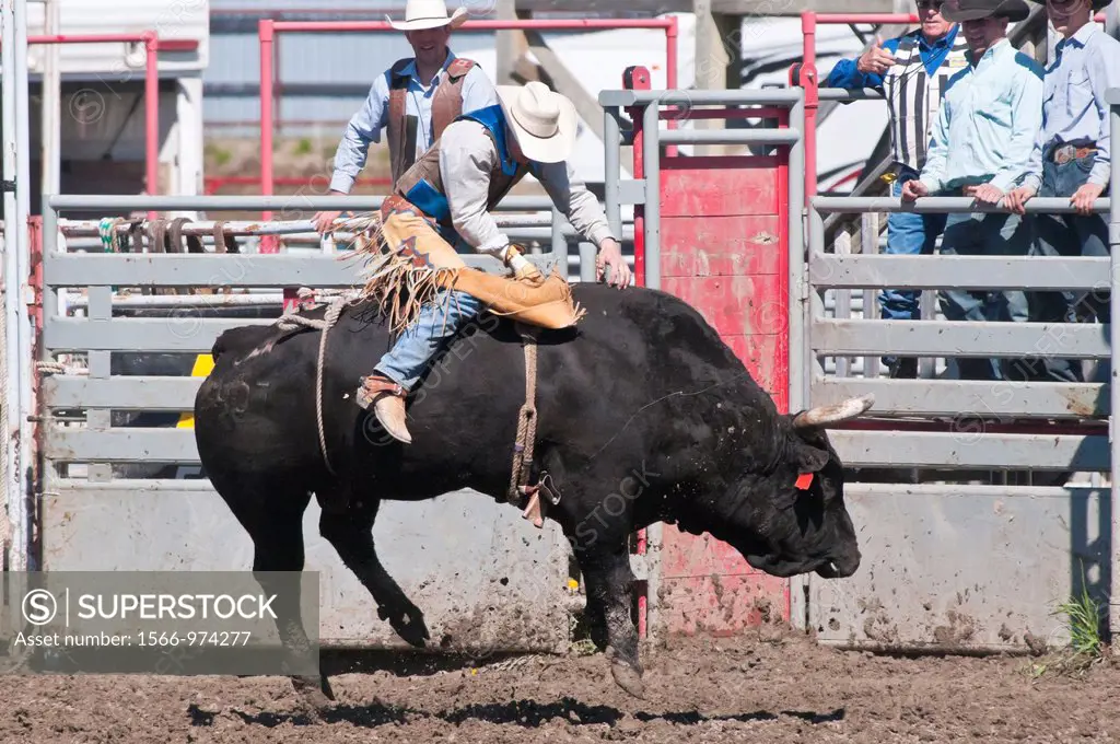 Cowboy bull riding, Rocky Mountain House Rodeo, Rocky Mountain House, Alberta, Canada
