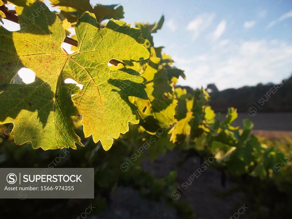 Sunlit plants in a vineyard in Paso Robles  California, United states