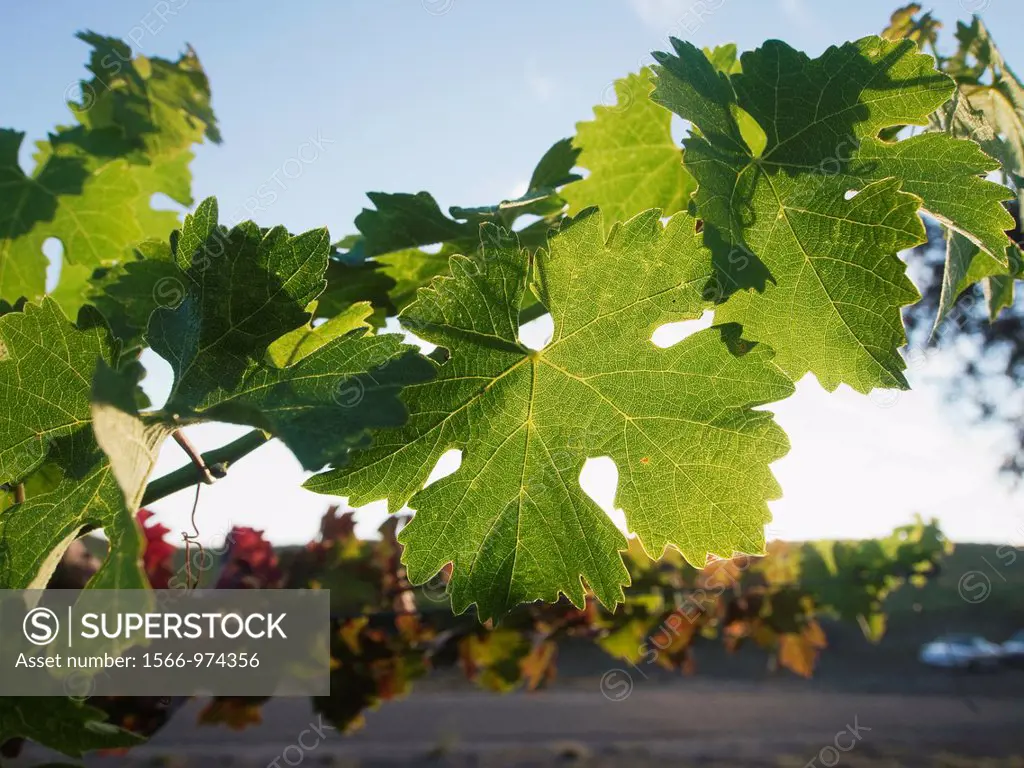 Sunlit plants in a vineyard in Paso Robles  California, United states