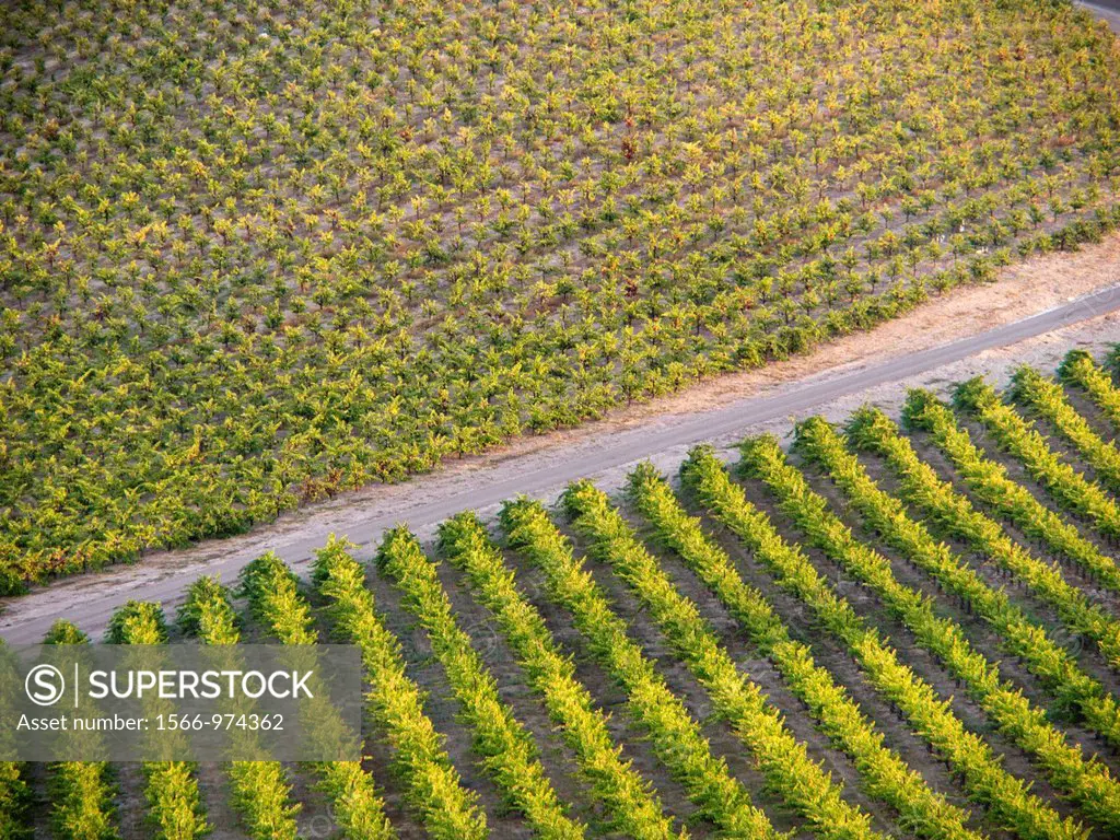 Rows of grapes in a vineyard in Paso Robles  California, United states