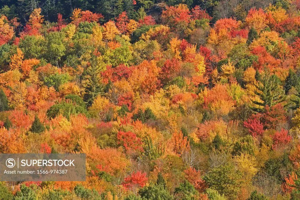 Richmond Vermont VT colorful fall foliage on hillside, New England USA