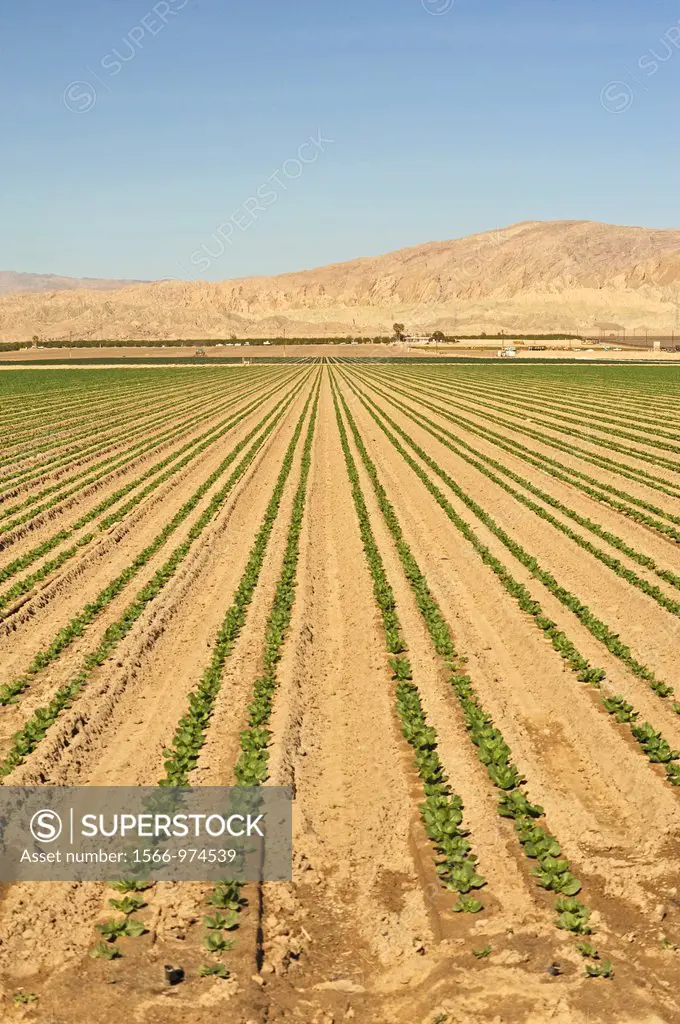 lettuce farm, Mecca, California, USA
