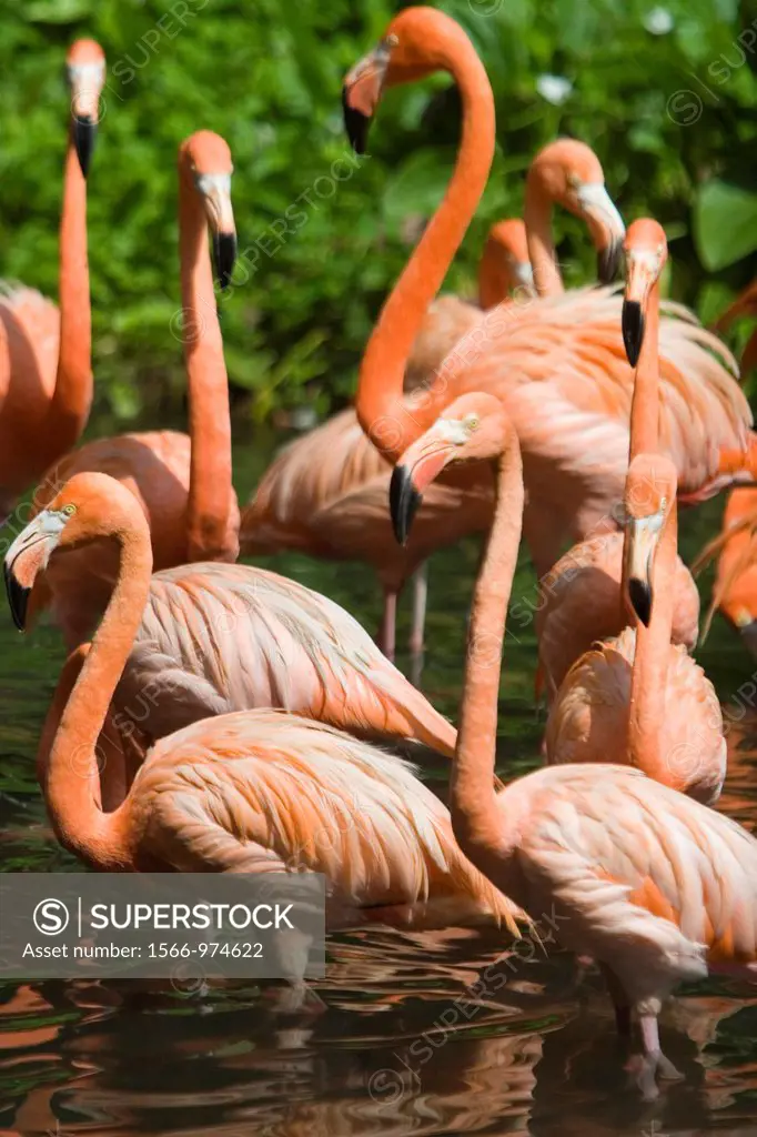 Bright pink Caribbean Flamingoes Flamingo Pool Jurong Bird Park Singapore