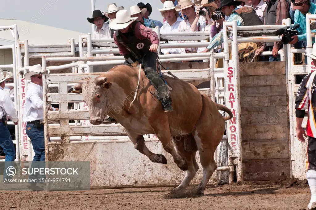 Cowboy bull riding, Strathmore Heritage Days, Rodeo, Strathmore, Alberta, Canada