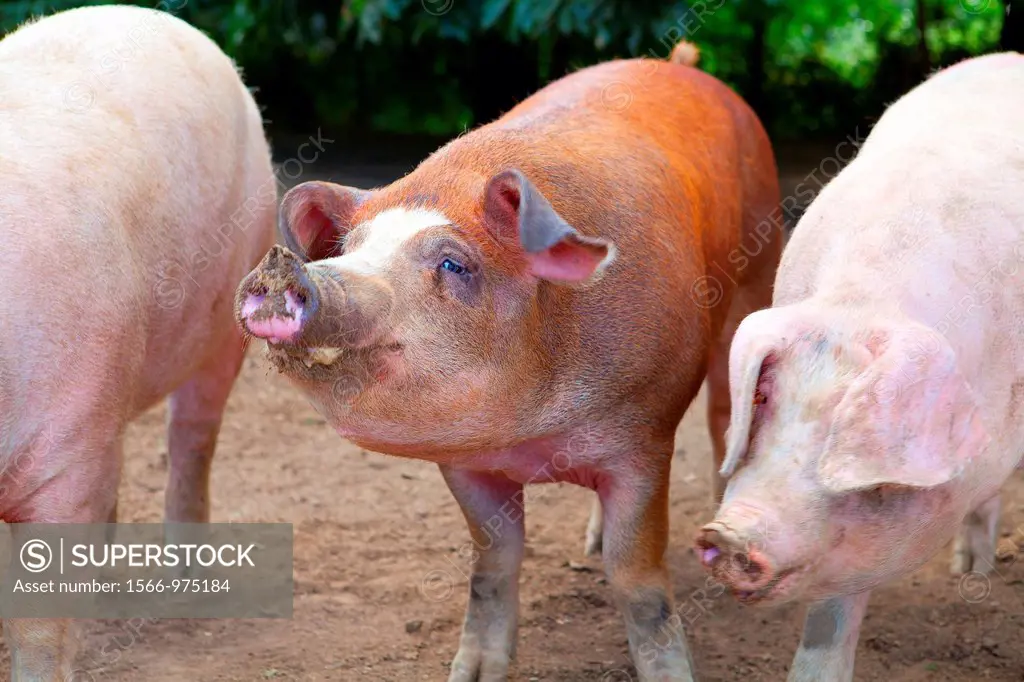 industrial porks mixed with Duroc breed