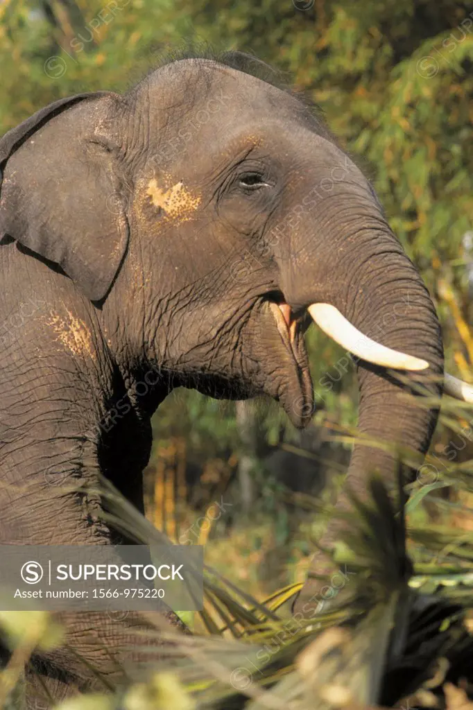 Sri Lanka, Kandy, domestic asian elephant, elephas maximus