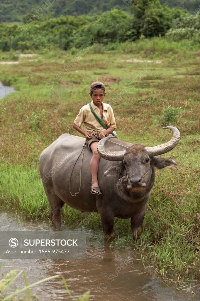 Buffalo and child, Hsipaw, Shan State, Myanmar, Burma, Asia