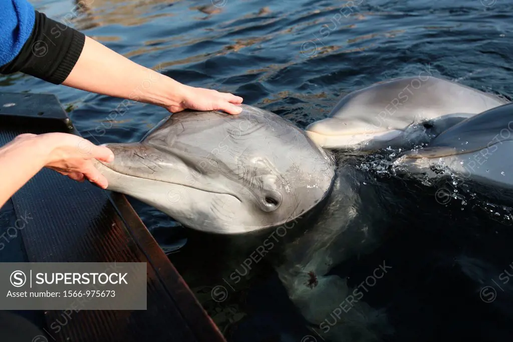 Dolphins in Zoopark Harderwijk editorial use only, no negative publicity