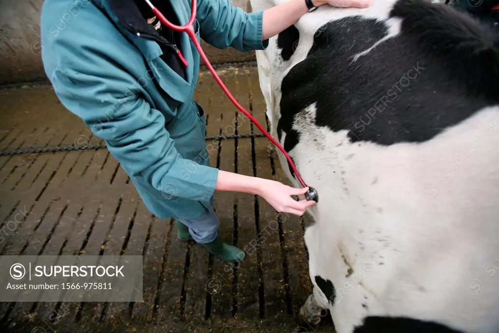 Vet working for the University of Utrecht also treats animals in the area editorial use only, no negative publicity