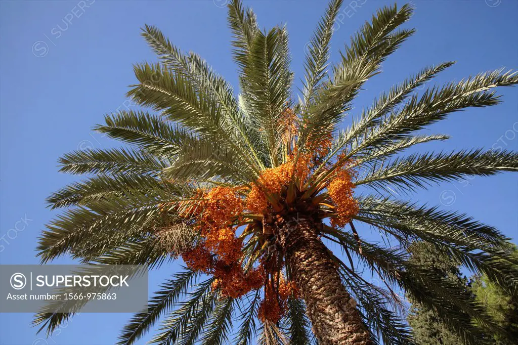 Palm tree near the Dome of the Rock on Temple Mount in the Old City of Jerusalem