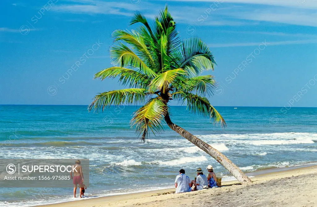 Coconut Tree on a Beach