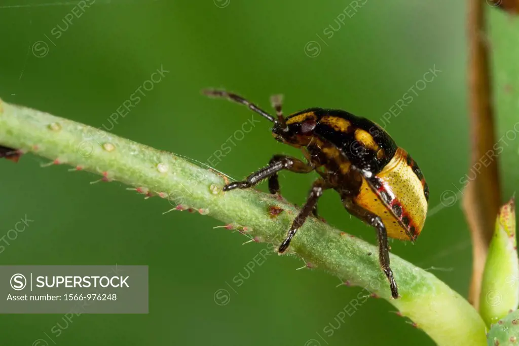 Beetle found at Kampung Skudup, Sarawak, Borneo