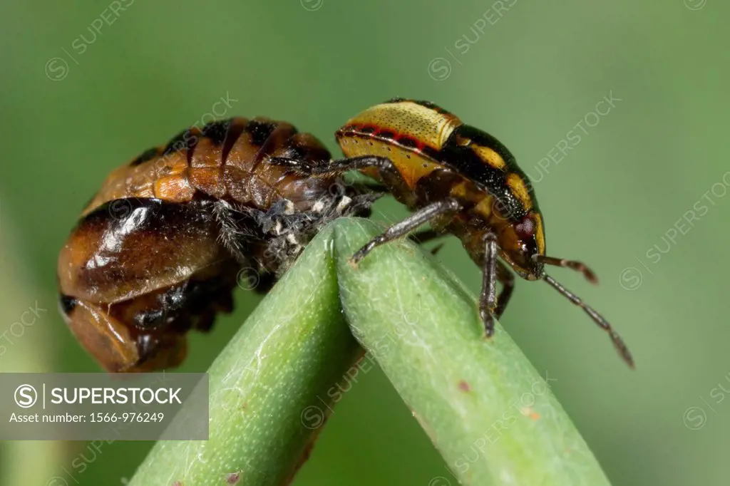 Beetle found at Kampung Skudup, Sarawak, Borneo