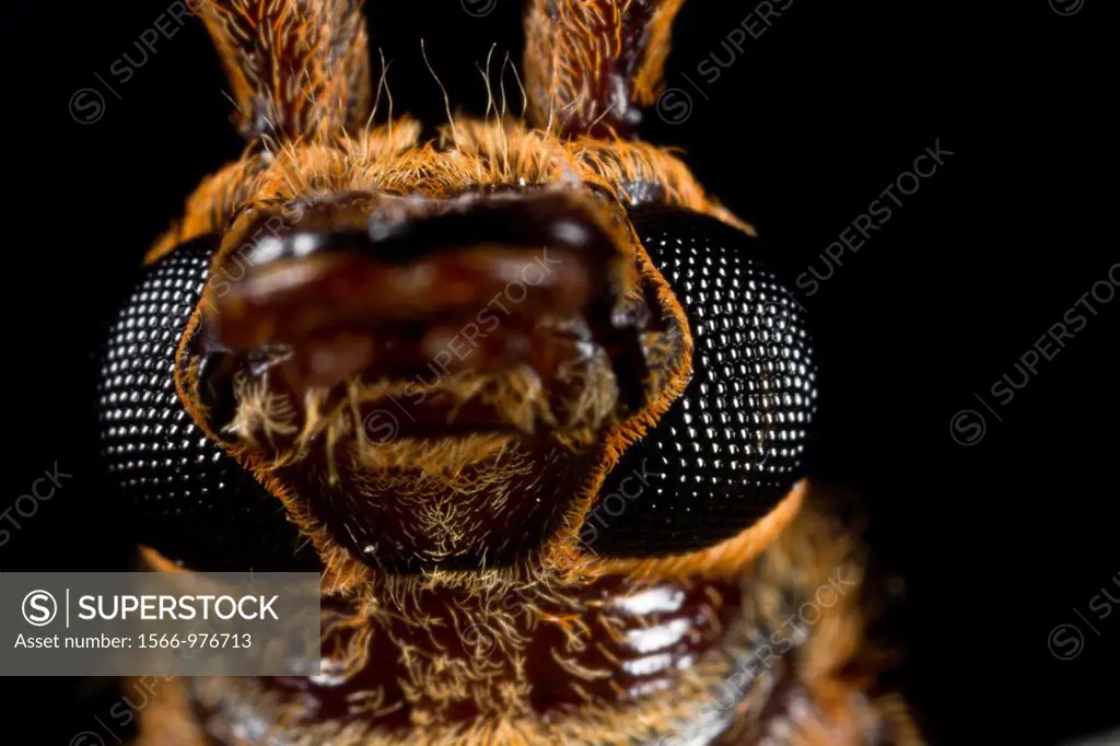Long horned weevil