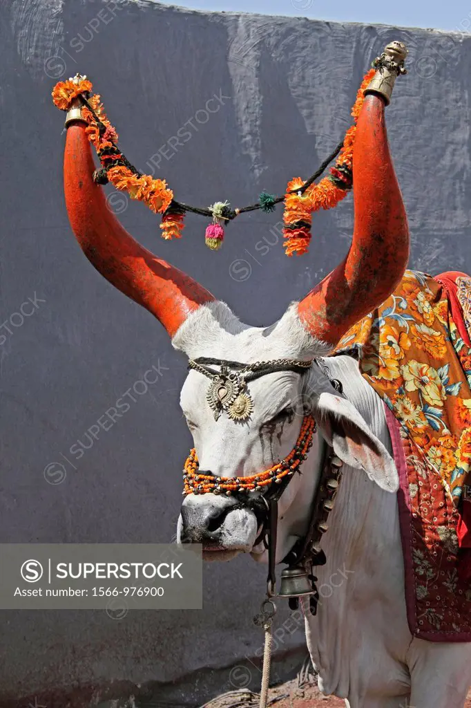 A decorated holy bull Nandi bull  Pune, India