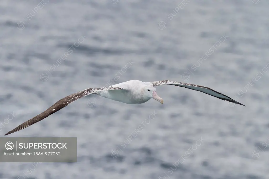 Adult wandering albatross Diomedea exulans on the wing in the Drake Passage between the tip of South America and the Antarctic Peninsula, Southern Oce...