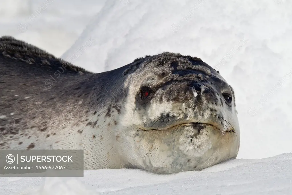 Adult leopard seal Hydrurga leptonyx hauled out on ice floe at Dorian Bay near the Antarctic Peninsula, Southern Ocean
