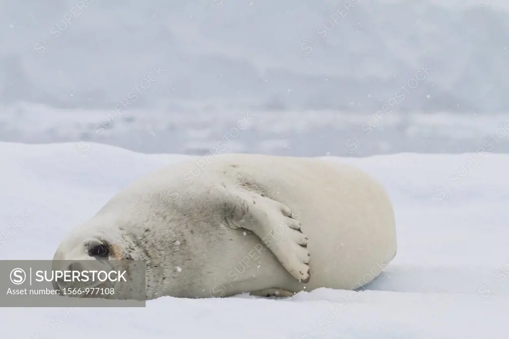 Adult crabeater seal Lobodon carcinophaga hauled out on ice floe near the Antarctic Peninsula