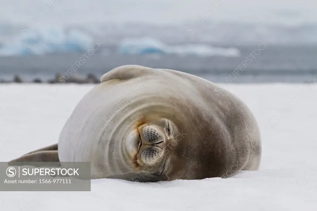 Weddell Seal Leptonychotes weddellii hauled out on ice at Half Moon Island, Antarctica, Southern Ocean