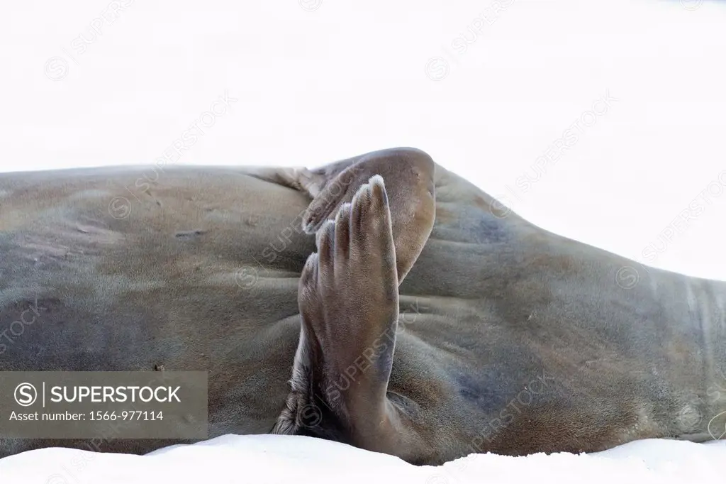 Weddell Seal Leptonychotes weddellii hauled out on ice flipper detail at Half Moon Island, Antarctica, Southern Ocean