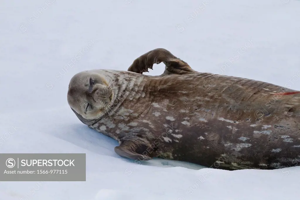 Weddell Seal Leptonychotes weddellii hauled out on ice at Cierva Cove, Antarctica, Southern Ocean