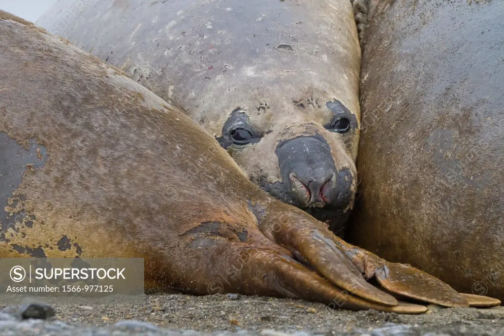 Southern elephant seals Mirounga leonina hauled out for their annual catastrophic molt on the beach at Snow Island, Antarctica