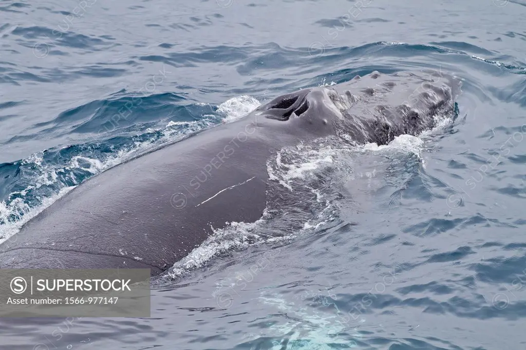 Adult humpback whale Megaptera novaeangliae surfacing off Half Moon Island in the South Shetland Island Group, Antarctica, Southern Ocean