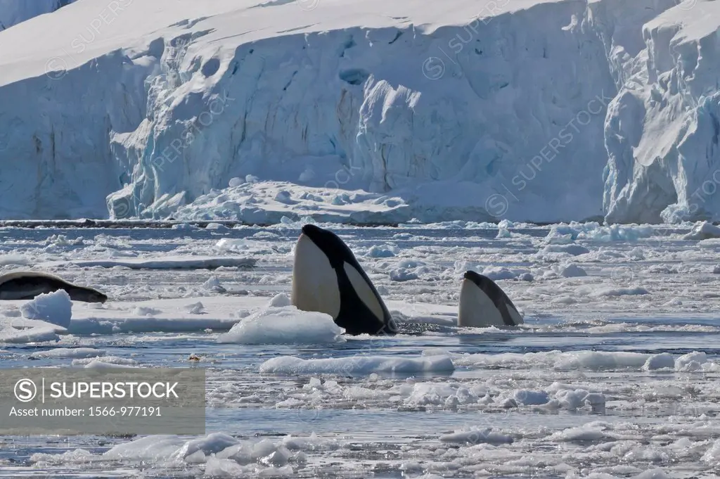 A small pod of Pack Ice Type B killer whales Orcinus orca finding a leopard seal Hydrurga leptonyx on an ice floe in Dorian Bay 64º 46 85´ S 63º 28 25...