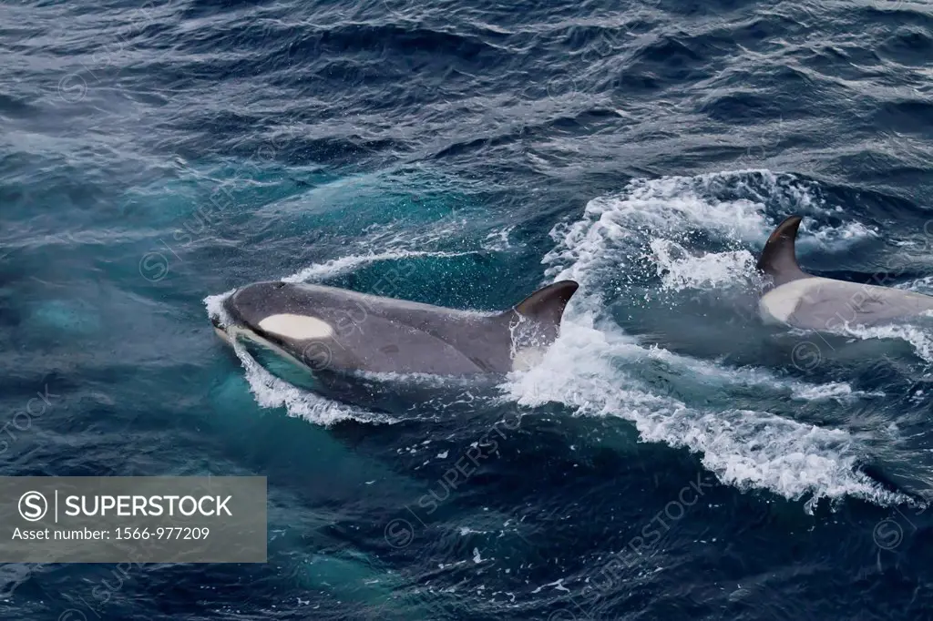 A large super pod of Gerlache Type B killer whales Orcinus orca traveling and socializing in Gerlache Strait 64º 40 0´ S 62º 56 8´W near the Antarctic...
