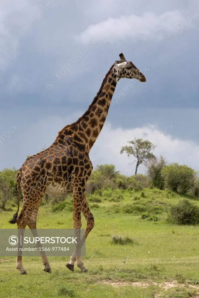 Massai mara is one of the biggest game reserves in kenya  It borders Serengeti national park Tanzania  Almost all kind of wildlife can be observed  Th...