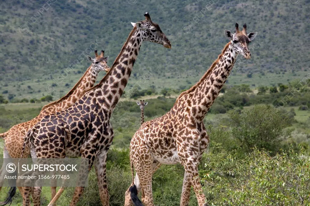 Massai mara is one of the biggest game reserves in kenya  It borders Serengeti national park Tanzania  Almost all kind of wildlife can be observed  Th...