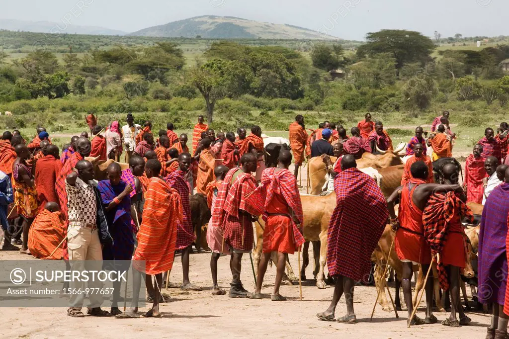 Weekly livestock market in the Maasai Mara game reserve The village is inhabited by Massai who consider their animals as most important in live Each f...