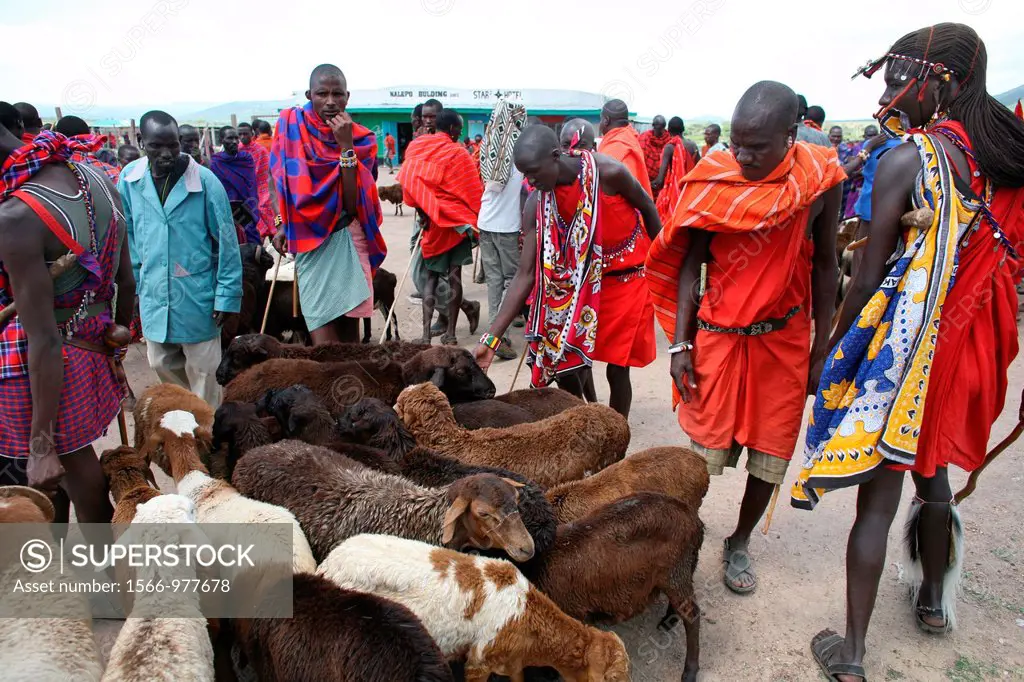 Weekly livestock market in the Maasai Mara game reserve The village is inhabited by Massai who consider their animals as most important in live Each f...