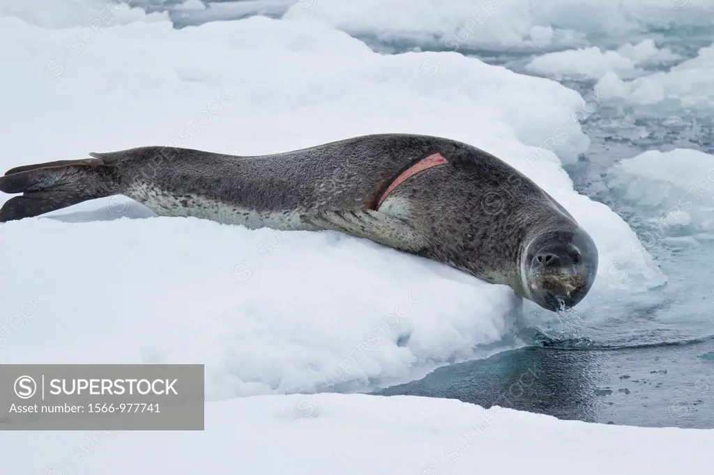 Adult leopard seal Hydrurga leptonyx hauled out on ice floe note the fresh wound on the right side of body at Dorian Bay near the Antarctic Peninsula,...