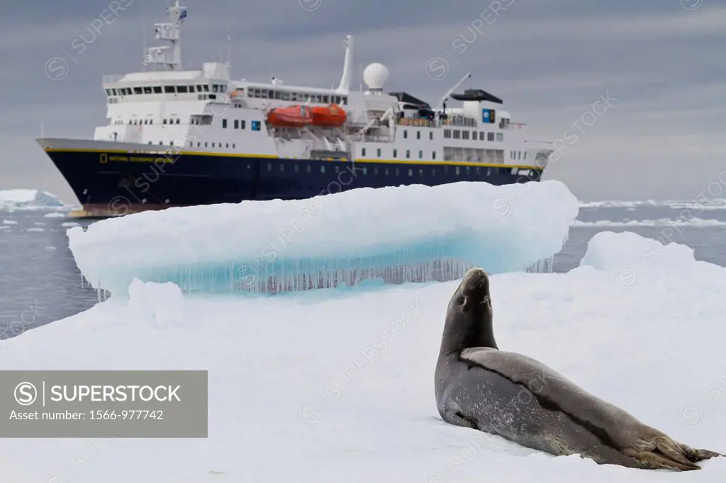 Adult leopard seal Hydrurga leptonyx with Lindblad Expedition ship National Geographic Explorer at Brown Bluff on the Antarctic Peninsula, Southern Oc...