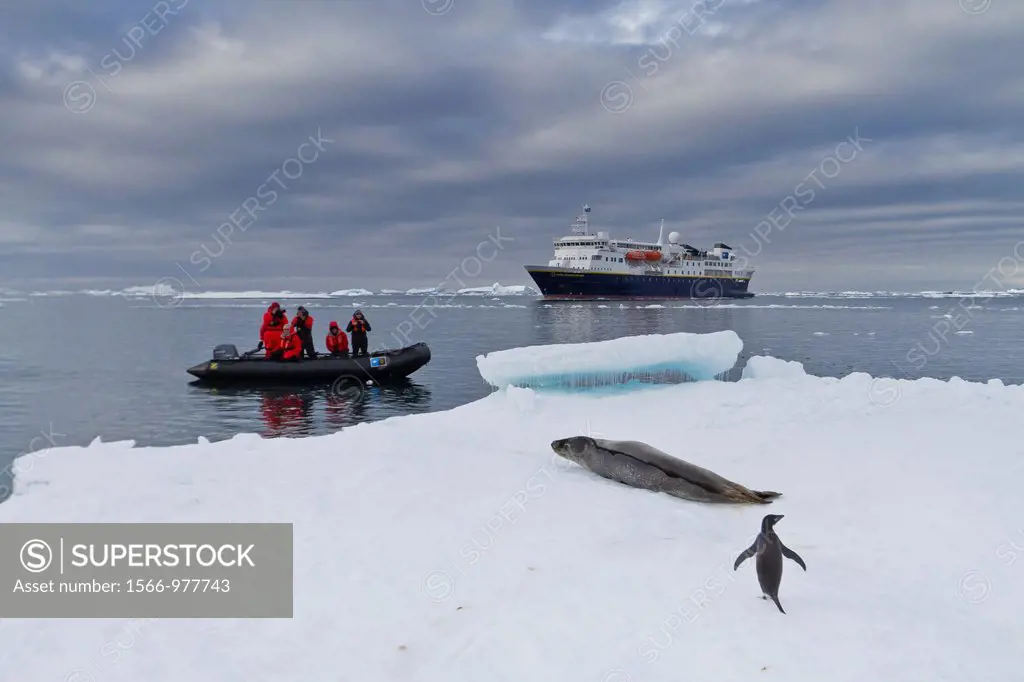 Adult leopard seal Hydrurga leptonyx with Lindblad Expedition guests from the National Geographic Explorer at Brown Bluff on the Antarctic Peninsula, ...