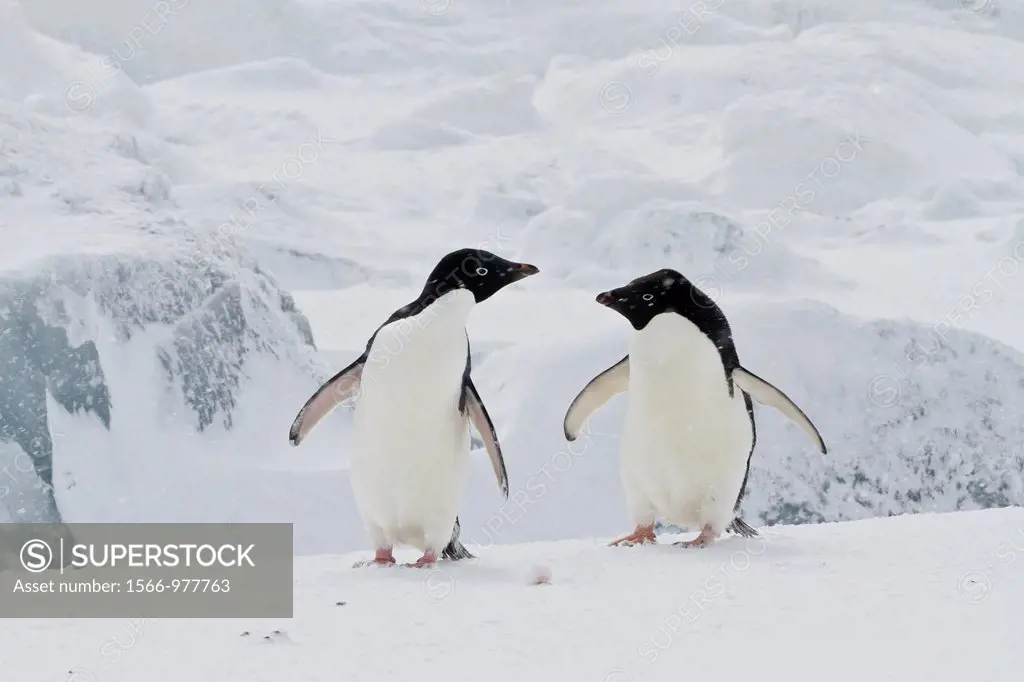 Adélie penguins Pygoscelis adeliae in snow storm at breeding colony at Brown Bluff on the eastern side of the Antarctic Peninsula, Antarctica