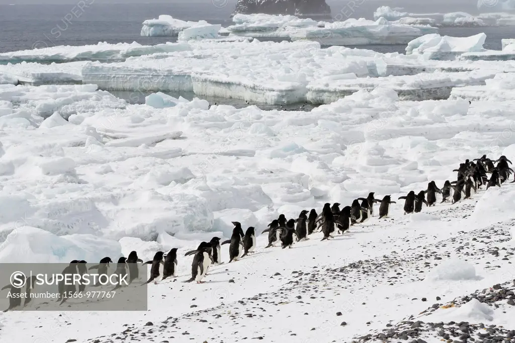 Adélie penguins Pygoscelis adeliae at breeding colony at Brown Bluff on the eastern side of the Antarctic Peninsula, Antarctica