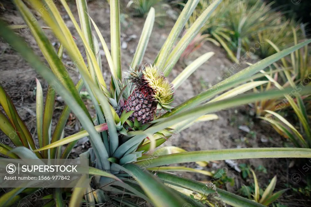 Closeup of pineapple plant being cultivated by Longneck tribe in Thailand Approximately 300 Burmese refugees in Thailand are members of the indigenous...