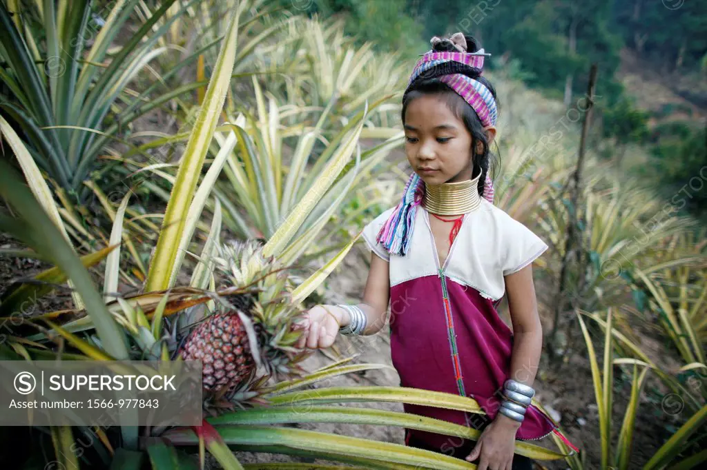 A young Longneck girl examines ripening pineapple near her village Approximately 300 Burmese refugees in Thailand are members of the indigenous group ...