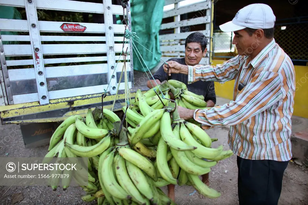 Bananas are wellknown export products of Colombia
