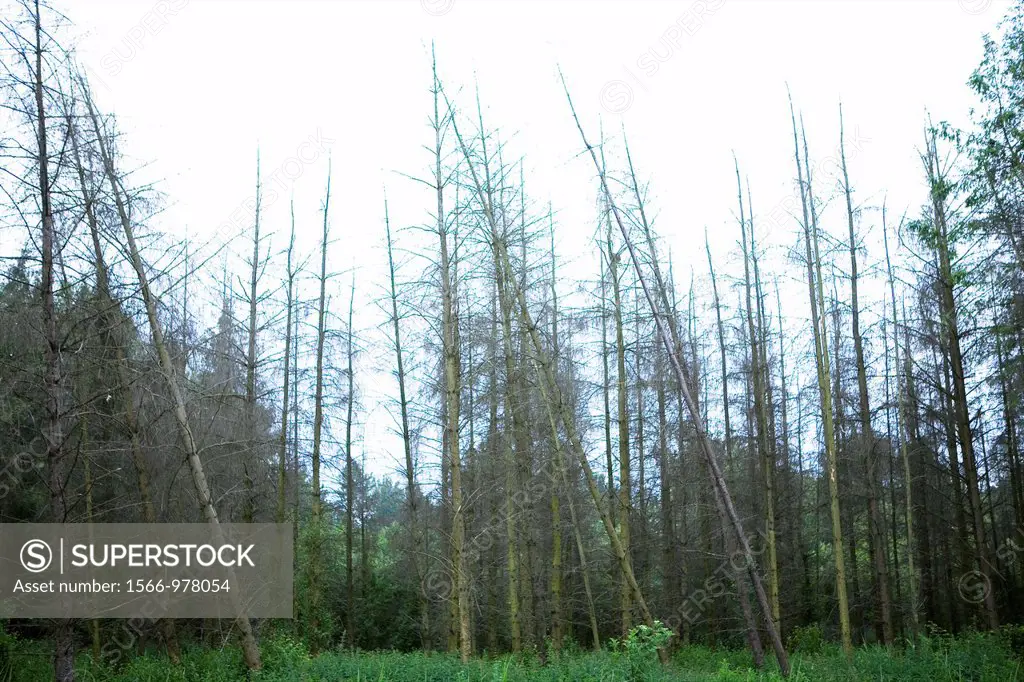death trees due to acid rain in a forest near zeewolde