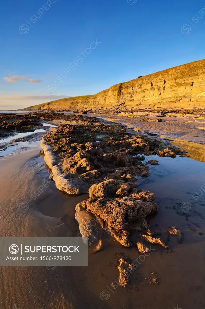 The reef of the Honeycomb Worm at Dunraven bay in the winter sun at Southerndown on the Glamorgan Heritage Coast, Wales