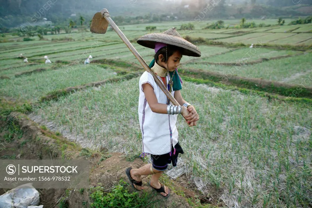 Young Longneck girl working in a rice field Approximately 300 Burmese refugees in Thailand are members of the indigenous group known as the Longnecks ...