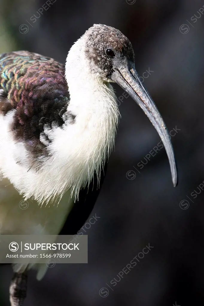 Straw-necked Ibis Threskiornis spinicollis