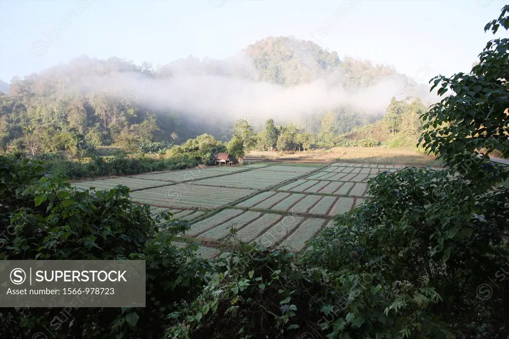 Rice fields outside the Longneck village Approximately 300 Burmese refugees in Thailand are members of the indigenous group known as the Longnecks The...
